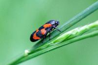 Cercopis vulnerata