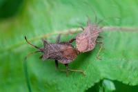 Coreus marginatus