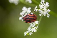 Graphosoma italicum