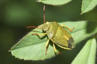 Piezodorus lituratus