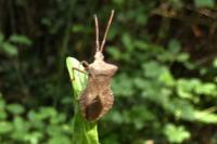 Coreus marginatus