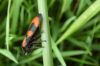 Cercopis vulnerata