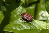Graphosoma italicum