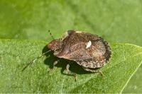 Dyroderes umbraculatus