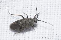 Heterocordylus tibialis