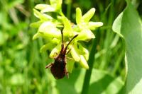 Coriomeris denticulatus