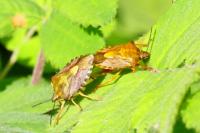 Carpocoris purpureipennis