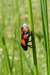 Cercopis vulnerata
