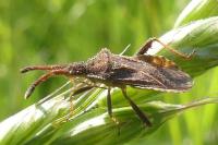 Coriomeris denticulatus