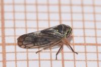Oncopsis