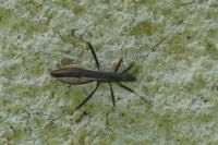 Micrelytra fossularum
