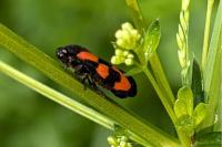 Cercopis vulnerata