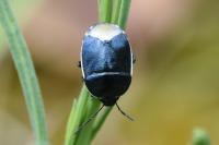 Canthophorus
