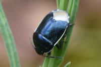 Canthophorus