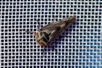 Oncopsis