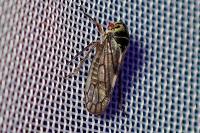 Oncopsis