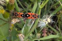 Melanocoryphus albomaculatus