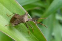 Coreus marginatus