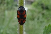 Cercopis vulnerata