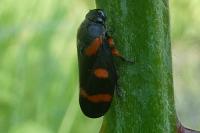 Cercopis intermedia