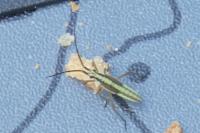 Leptopterna ferrugata