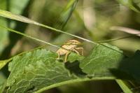 Aelia acuminata