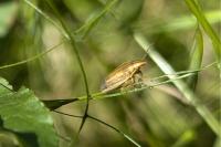 Aelia acuminata