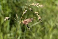 Coreus marginatus