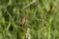 Coreus marginatus