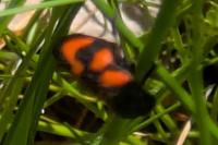 Cercopis vulnerata