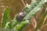 Psacasta exanthematica