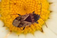 Trapezonotus ullrichi