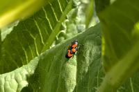Cercopis vulnerata