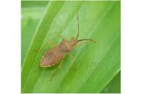 Gonocerus acuteangulatus
