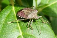 Halyomorpha halys
