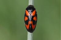 Cercopis vulnerata