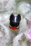 Geocoris erythrocephalus
