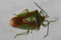 Acanthosoma haemorrhoidale