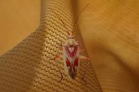 Calocoris roseomaculatus