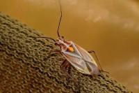 Horistus orientalis