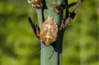 Carpocoris purpureipennis