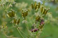 Graphosoma italicum