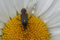 Capsodes flavomarginatus