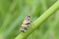 Tachycixius venustulus