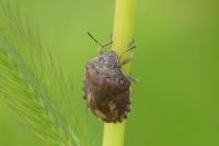 Eurygaster