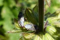 Platyplax salviae