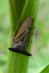 Centrotus cornutus