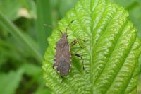 Ceraleptus gracilicornis