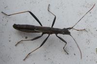 Micrelytra fossularum
