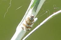 Tachycixius venustulus
